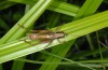 Metrioptera roeselii: Male (Illerbeuren near Memmingen, August 2013) [N]