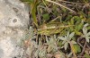 Ephippiger ruffoi: Weibchen (Italien, Gran Sasso, 1700m, Ende September 2016) [N]
