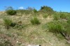 Uromenus rugosicollis: Habitat in the east Pyrenees (Tour de Batère) in 1400m asl in mid-October 2013. [N]