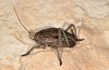 Pycnogaster sanchezgomezi: Male, half-grown larva (Spain, Teruel, Sierra de Albarracin, early April 2024) [S]