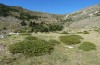 Metrioptera saussureana: Habitat (East Pyrenees, Canigou, 1800m, October 2013) [N]