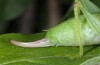 Cyrtaspis scutata: Weibchen (S-Frankreich, Massif de la Sainte Baume, Anfang Oktober 2014) [M]