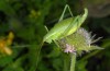 Isophya speciosa: Female (N-Pirin, Bulgaria, Vihren, 2000m asl, late July 2013) [N]