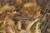 Male (S-Spain, Almeria, Cabo de Gata, late September 2017)