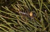 Lluciapomaresius stalii: Weibchen (Spanien, Sierra de Gredos, oberhalb der Plataforma de Gredos, 2000m, Mitte Oktober 2021) [N]