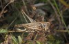 Platycleis stricta: Female (Italy, Abruzzes, Rocca di Cambio, late September 2016) [N]