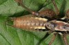 Pachytrachis striolatus: Männchen, die Cerci sind im Gegensatz zu P. frater nur schwach gebogen (e.l. Istrien, Ucka, Larve Mitte Juli 2016) [S]