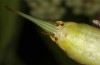 Poecilimon sureyanus: Weibchen (NE-Griechenland, nördlicher Pangeon, 800m, Ende Juni 2023) [M]