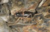 Baetica ustulata: Weibchen (Granada, Sierra Nevada, Ruta de Veleta, 2600m, Ende September 2017) [N]