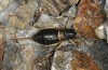Baetica ustulata: Weibchen (Granada, Sierra Nevada, Ruta de Veleta, 2600m, Ende September 2017) [N]