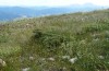 Poecilimon veluchianus: Habitat on Mount Timfristos (Velouchi) in early July 2013