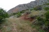 Poecilimon zimmeri: Habitat (Central Greece, Delfi, May 2016) [N]