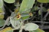 Poecilimon zimmeri: Male (Central Greece, Delfi, May 2016) [N]