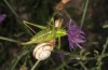 Poecilimon zwicki: Weibchen (NE-Griechenland, Mount Pangeon, Anfang August 2018) [N]