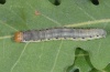 Asphalia ruficollis: Larva (Northern Greece, May 2010) [M]