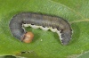 Asphalia ruficollis: Larva (Northern Greece, May 2010) [M]