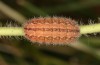 Adscita albanica: Raupe im letzten Stadium (e.o. Nordgriechenland, Kavala, Pangeon, Eiablage am 12. Juni 2024) [S]