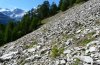 Adscita alpina: Habitat mit reichlich Rumex scutatus (Wallis) [N]