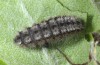 Rhagades amasina: Larva (Samos, late April 2015) [S]