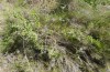 Rhagades amasina: Larvalhabitat, Pyrus spinosa mit mehreren Eigelegen (Samos, Drosia, Mai 2017) [N]