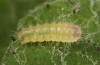 Theresimima ampellophaga: L2-Raupe (e.l.-Nachzucht Griechenland, Ikaria, Raupenfunde Mitte Mai 2025) [S]