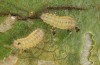 Theresimima ampellophaga: L2-Raupe (e.l.-Nachzucht Griechenland, Ikaria, Raupenfunde Mitte Mai 2025) [S]