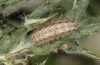 Jordanita anatolica: Half-grown larva (Greece, Samos island, early April 2022) [S]