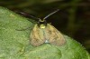 Jordanita anatolica: Male (e.l. rearing, Greece, Samos island, larva in early April 2022) [S]