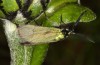 Jordanita anatolica: Male (e.l. rearing, Greece, Samos island, larva in early April 2022) [S]