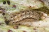Jordanita anatolica: Larva (e.l. rearing, Greece, Samos island, larva in early April 2022) [S]