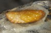 Jordanita anatolica: Female pupa (e.l. rearing, Greece, Samos island, larva in late April 2019) [S]