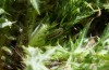 Jordanita anatolica: Half-grown larva as it was found (Greece, Samos island, early April 2022) [N]