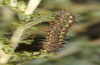 Heterogynis andalusica: Female larva in the last instar (Spain, Almeria, Nijar, late March 2019) [M]