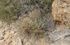 Heterogynis andalusica: Habitat (Spain, Almeria, Nijar, late March 2019) [N]