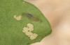 Zygaena angelicae: Larva L1 (E-Austria, Leitha mountains, 23. June 2018) [S]