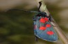 Zygaena angelicae: Adult (Greece, Mount Olympus, July 2010)