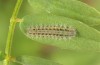 Zygaena angelicae: Young larva before hibernation (e.l. E-Austria, Leitha mountains, L1 found in late June 2018) [S]