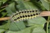 Zygaena angelicae: Larva in the ultimate instar (e.o. N-Greece, Mount Pangeon, 2007) [S]