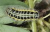 Zygaena angelicae: Larva in the ultimate instar (e.o. N-Greece, Mount Pangeon, 2007) [S]