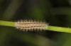 Zygaena angelicae: Larva in the diapause skin in the first hibernation (e.l. E-Austria, Leitha mountains, L1 found in late June 2018) [S]