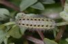 Zygaena angelicae: Half-grown larva (Greece) [S]