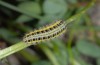 Zygaena angelicae: Half-grown larva (e.o. Greece, Mount Olympus, 2010) [S]