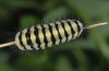 Zygaena anthyllidis: Larva [S]