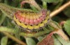 Adscita bolivari: Larva in the final instar (e.o. Spain, Jaen, Santiago de la Espada, oviposition in late June 2025) [S]