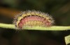 Adscita bolivari: Larva in the final instar (e.o. Spain, Jaen, Santiago de la Espada, oviposition in late June 2025) [S]
