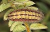 Adscita bolivari: Larva in the final instar (e.o. Spain, Jaen, Santiago de la Espada, oviposition in late June 2025) [S]