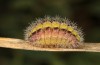 Adscita bolivari: Larva in the final instar (e.o. Spain, Jaen, Santiago de la Espada, oviposition in late June 2025) [S]