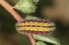 Adscita bolivari: Larva in the final instar (e.o. Spain, Jaen, Santiago de la Espada, oviposition in late June 2025) [S]