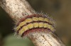 Adscita bolivari: Larva in the final instar (e.o. Spain, Teruel, Moscardon, oviposition in late June 2025) [S]