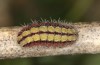 Adscita bolivari: Larva in the final instar (e.o. Spain, Teruel, Moscardon, oviposition in late June 2025) [S]